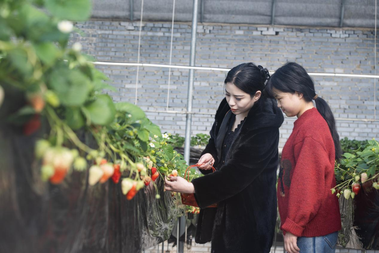 河北高阳：草莓飘香年味浓_fororder_图片 2