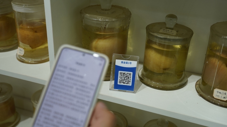 图片默认标题_fororder_手机扫二维码查看品种特性 摄影 高泽涛
