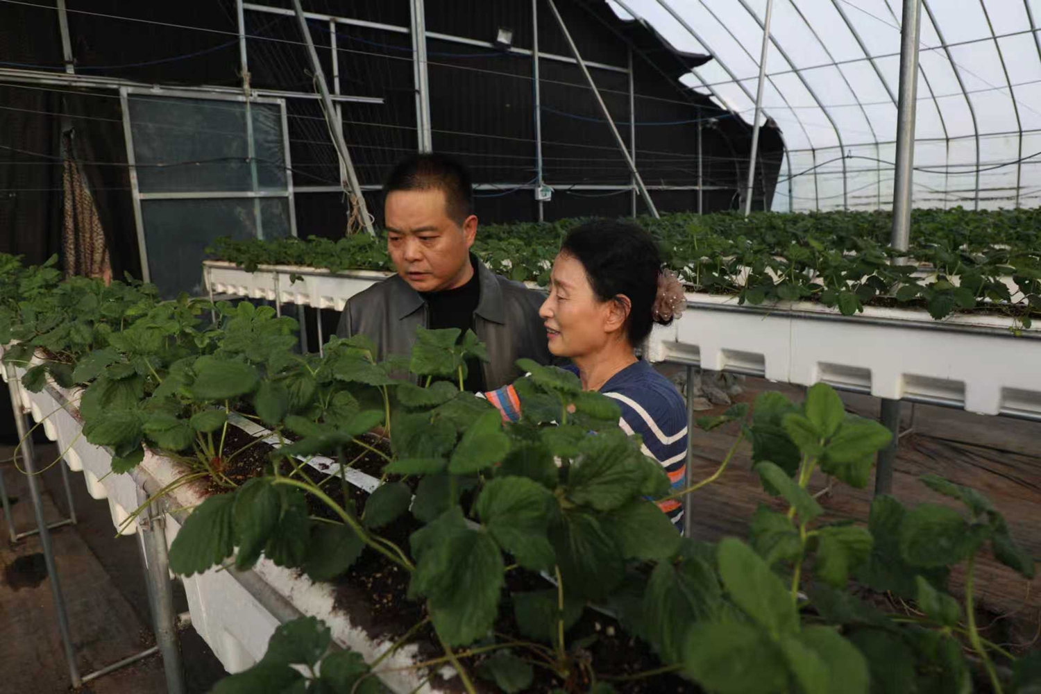图片默认标题_fororder_查看草莓育苗情况 摄影 刘凡