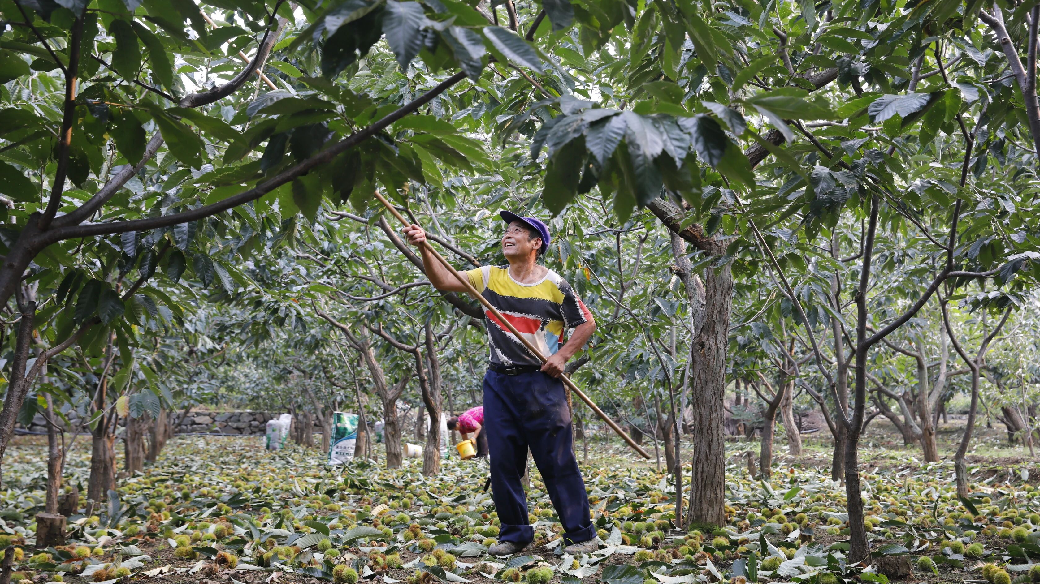 河北遵化：板栗丰收奏响乡村振兴新乐章_fororder_栗民们正握着长杆忙着采收板栗。冯继达摄
