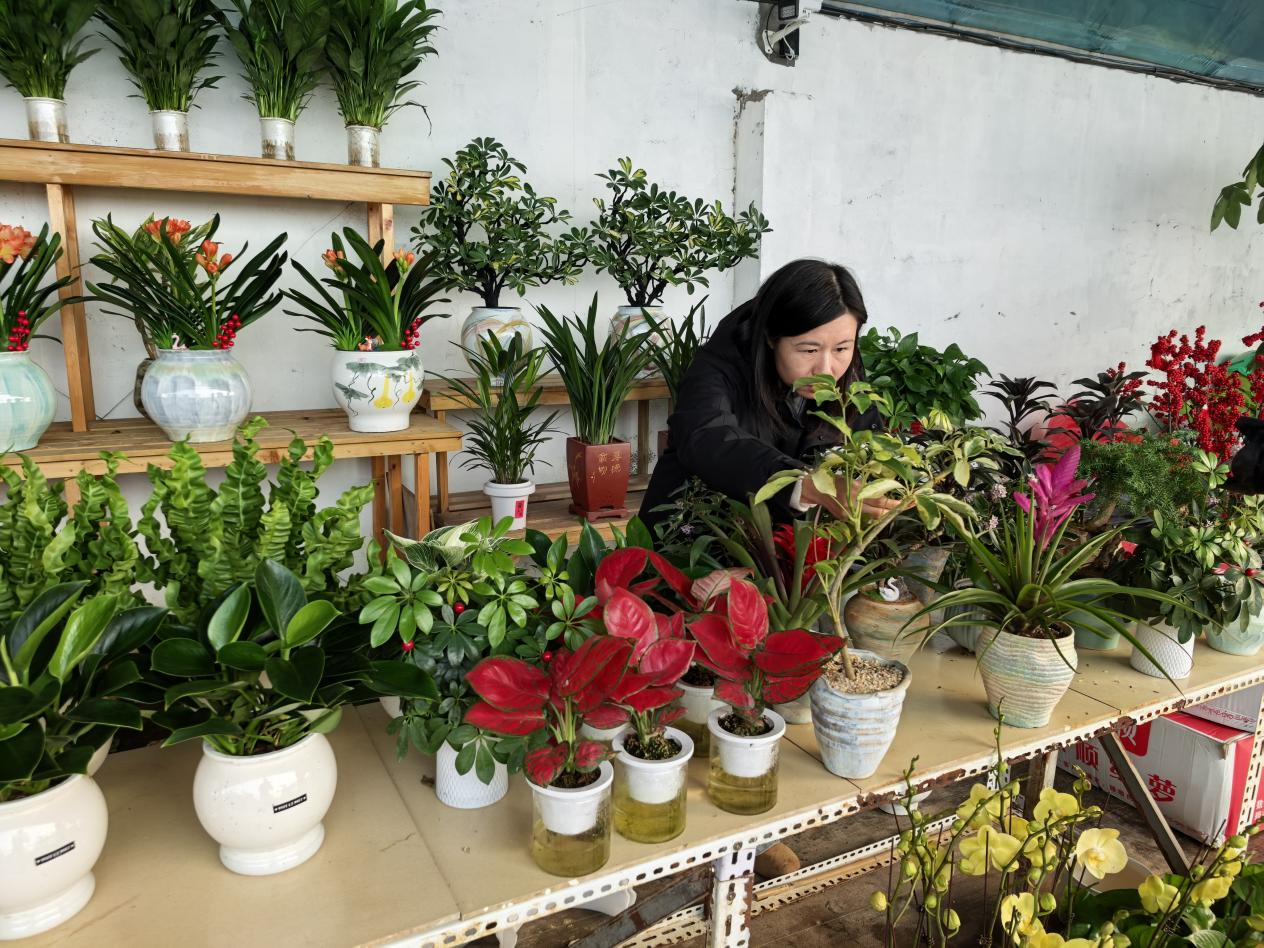 河北东光：繁花添年味 花市暖新春_fororder_图片 2