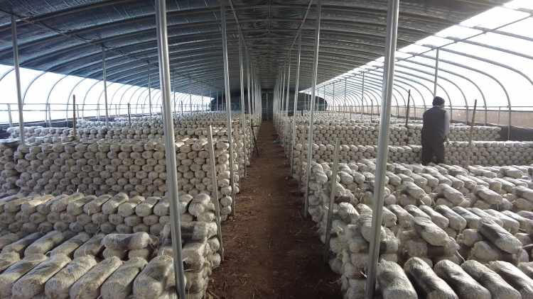 河北迁安：百余名高校学子投身家乡社会实践_fororder_图3