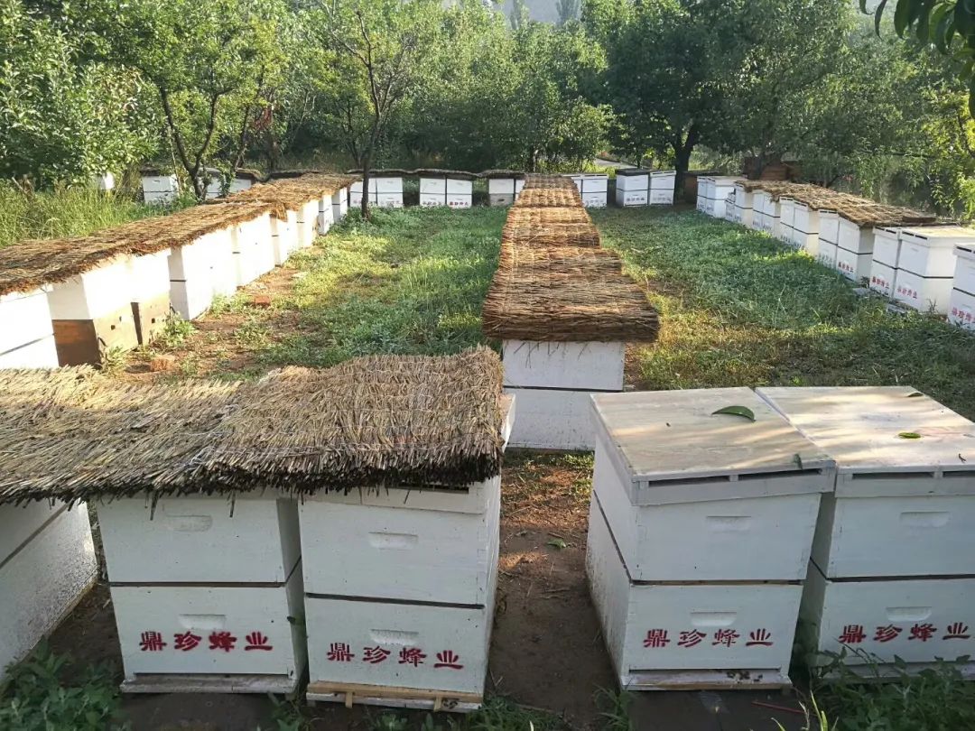 河北遵化：生态养蜂奏响乡村振兴“甜蜜乐章”_fororder_排放有序的蜂箱  遵化市融媒体中心供图