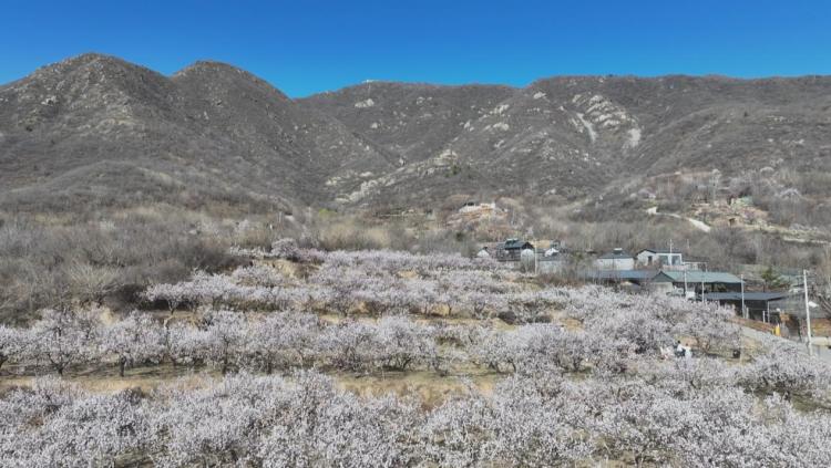 石家庄市鹿泉区：千树杏云映春色 漫山芬芳促振兴_fororder_image001