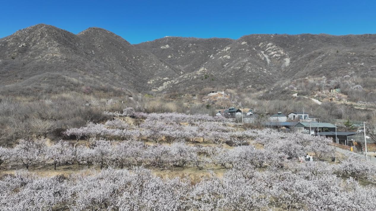 石家庄市鹿泉区：千树杏云映春色 漫山芬芳促振兴_fororder_image001
