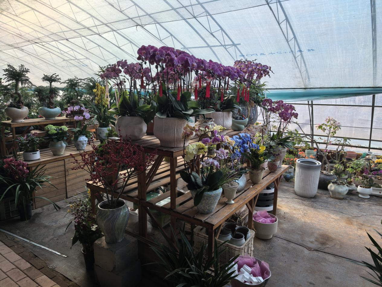 河北东光：繁花添年味 花市暖新春_fororder_图片 1