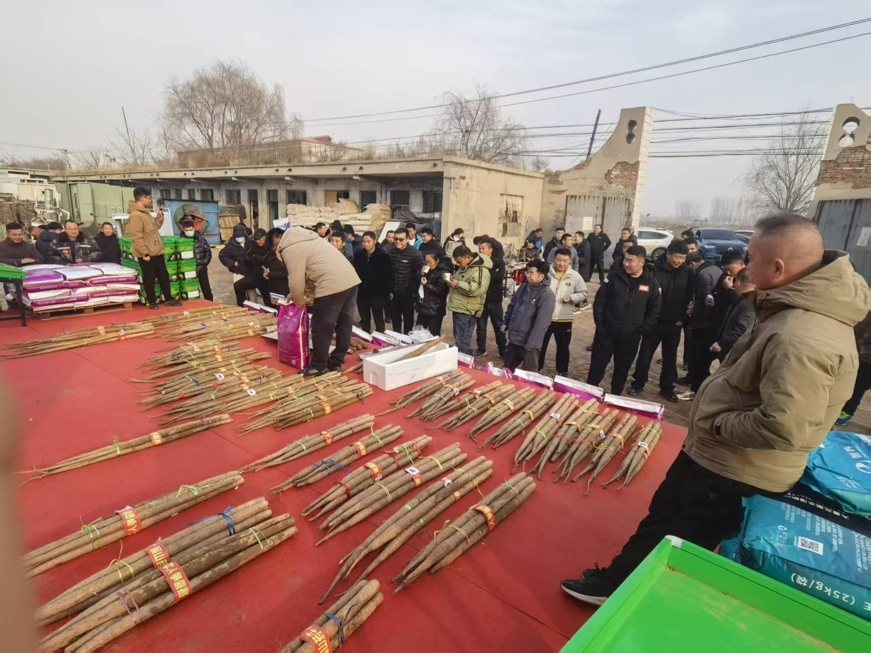 河北蠡县：田间摆擂！麻山药争霸赛赛出品质与丰收​_fororder_0005：麻山药牛人争霸赛现场