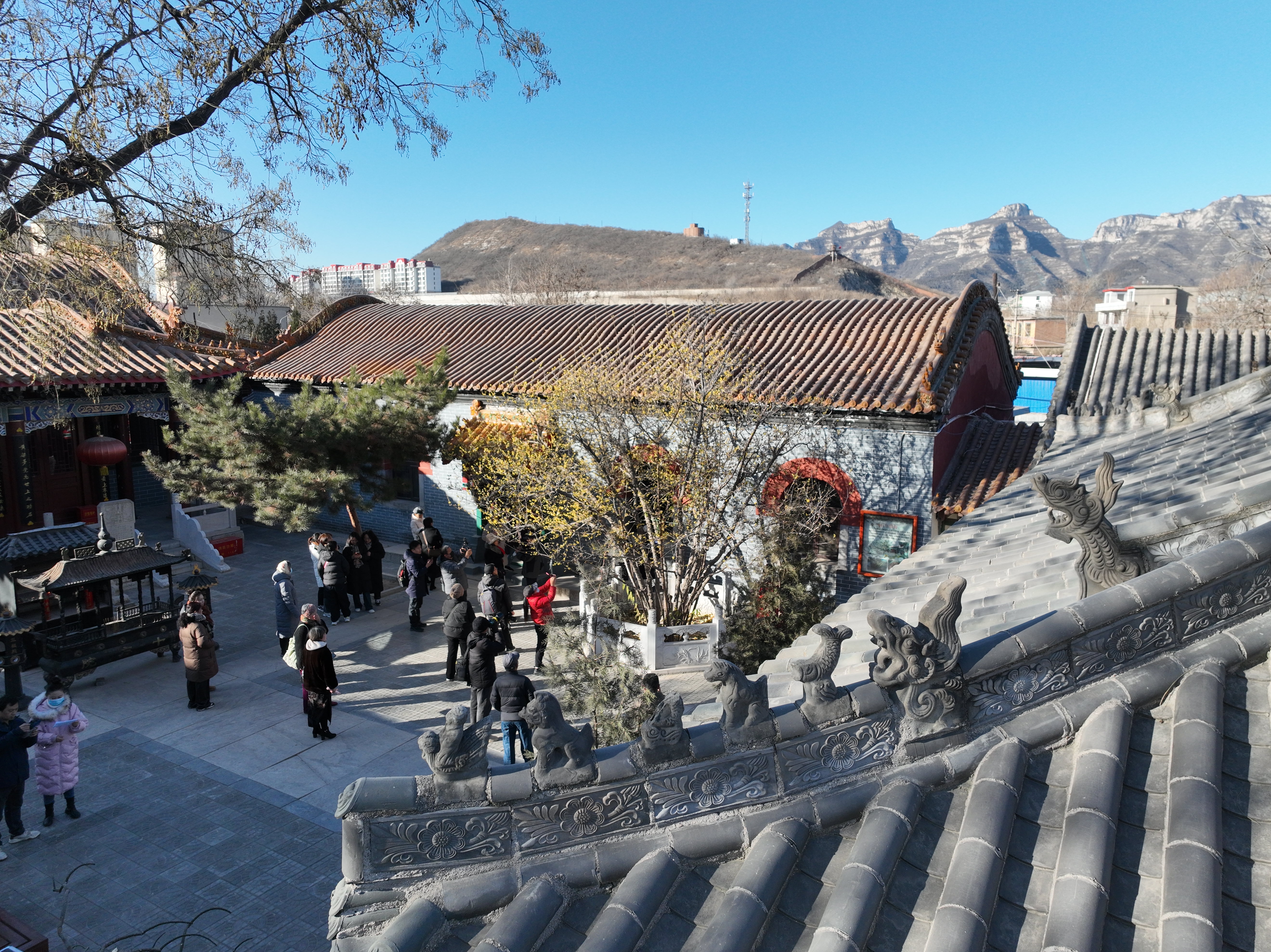 石家庄市鹿泉区：蜡梅绽放迎客来