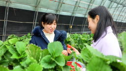 亚滦湾农业入选国家级农产品质量安全全程控制规范实施主体名录