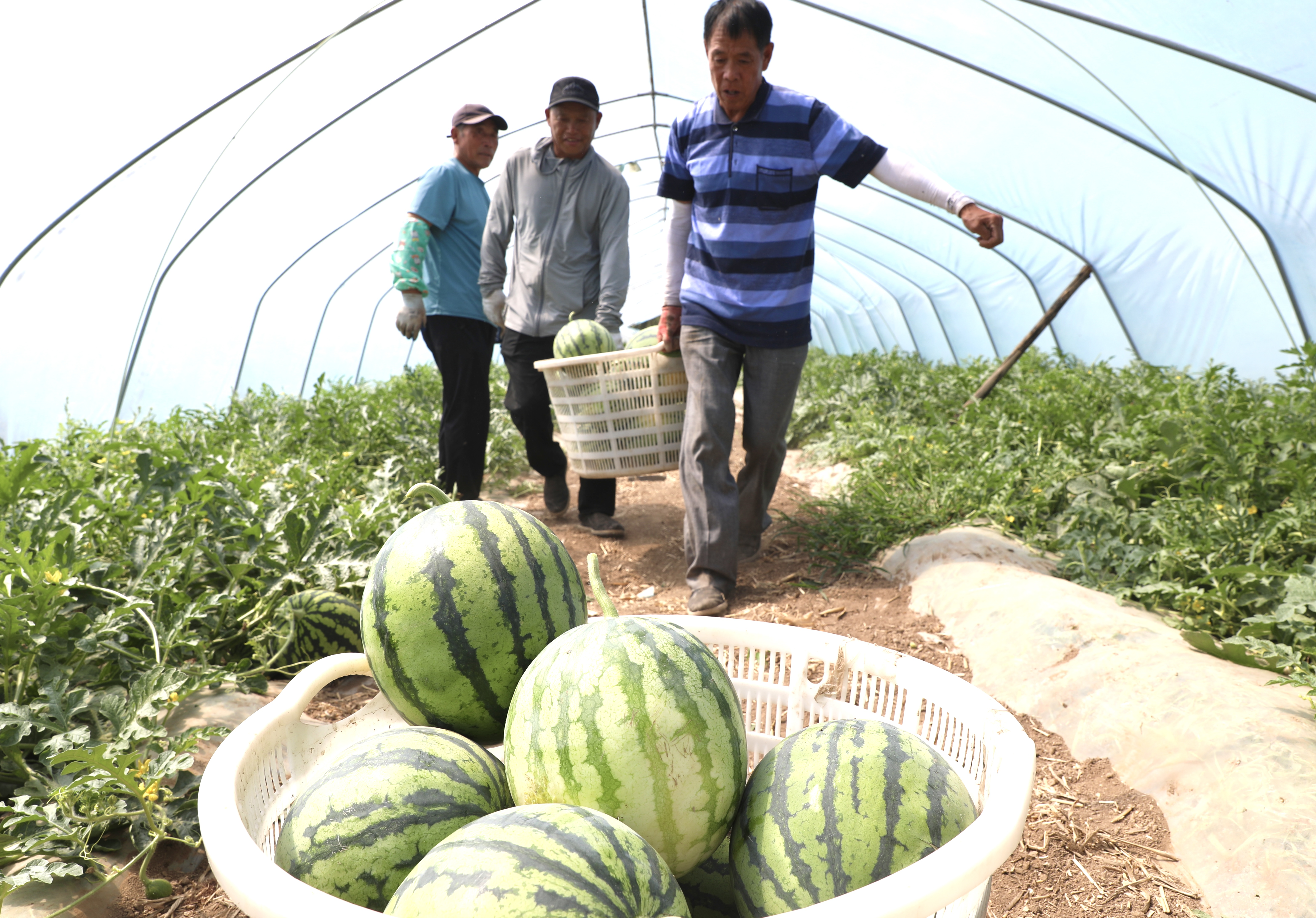 河北肃宁：西瓜丰收富农家_fororder_河北肃宁：西瓜丰收富农家2