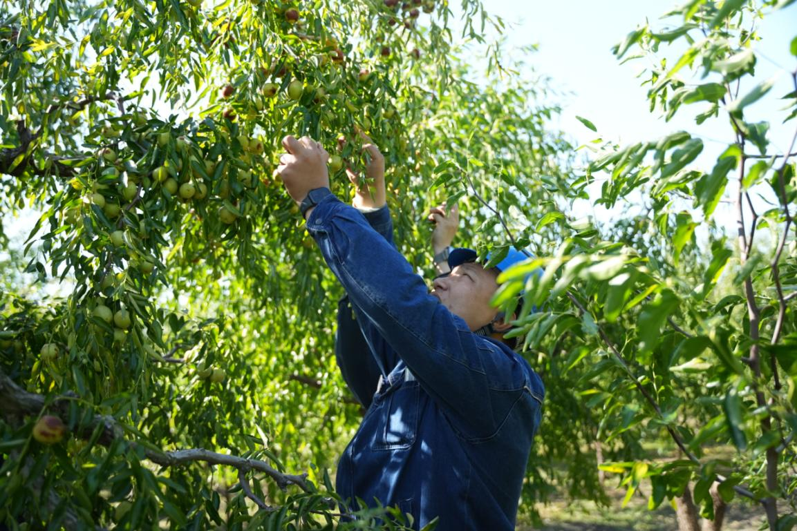 沧州南大港：企业助农守护枣农“钱袋子”_fororder_图片2