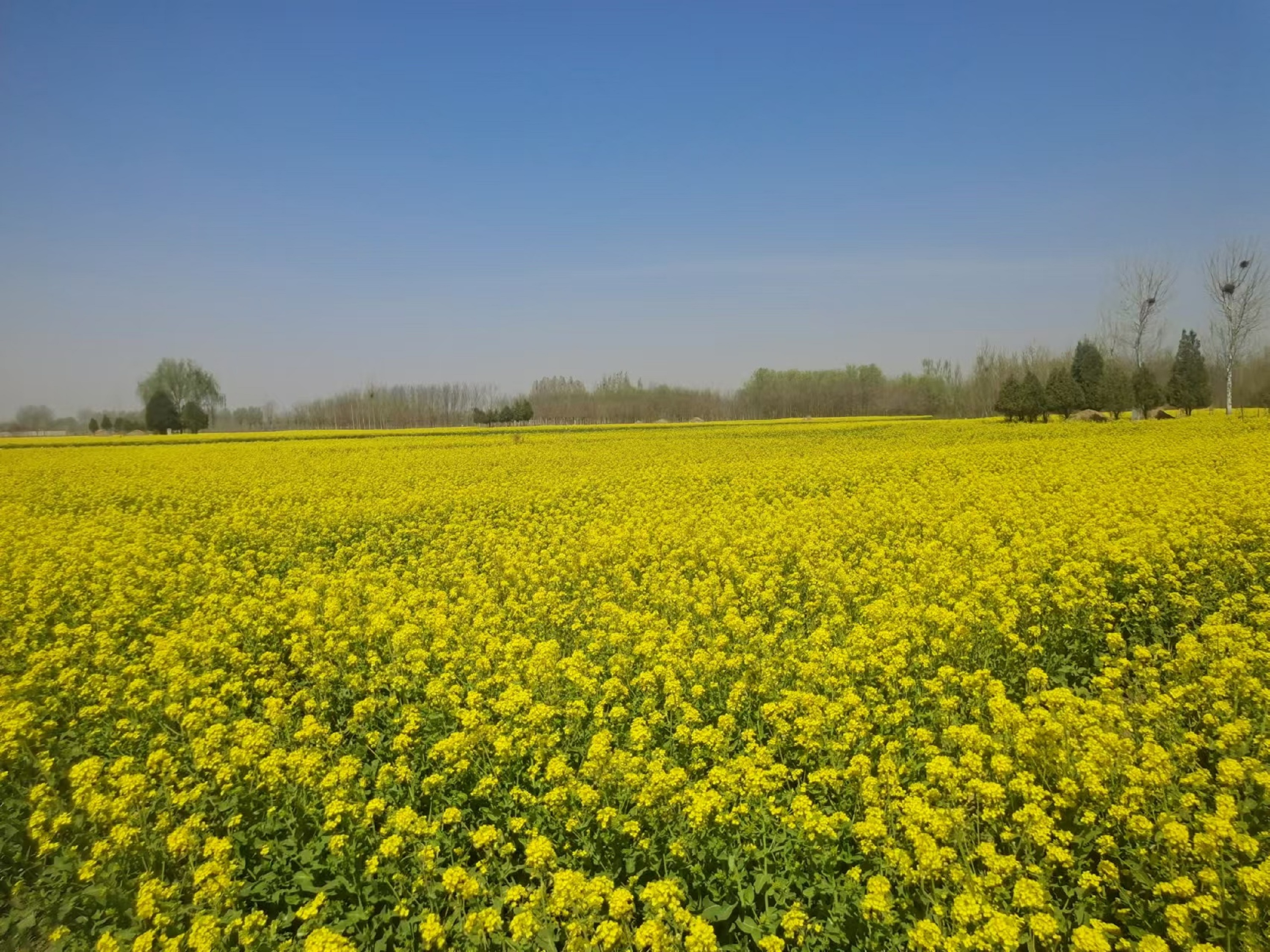 保定博野：百亩油菜花海 开启致富新程_fororder_1