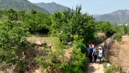 石家庄市鹿泉区：千亩杏熟挂枝头 致富路上好“丰”景