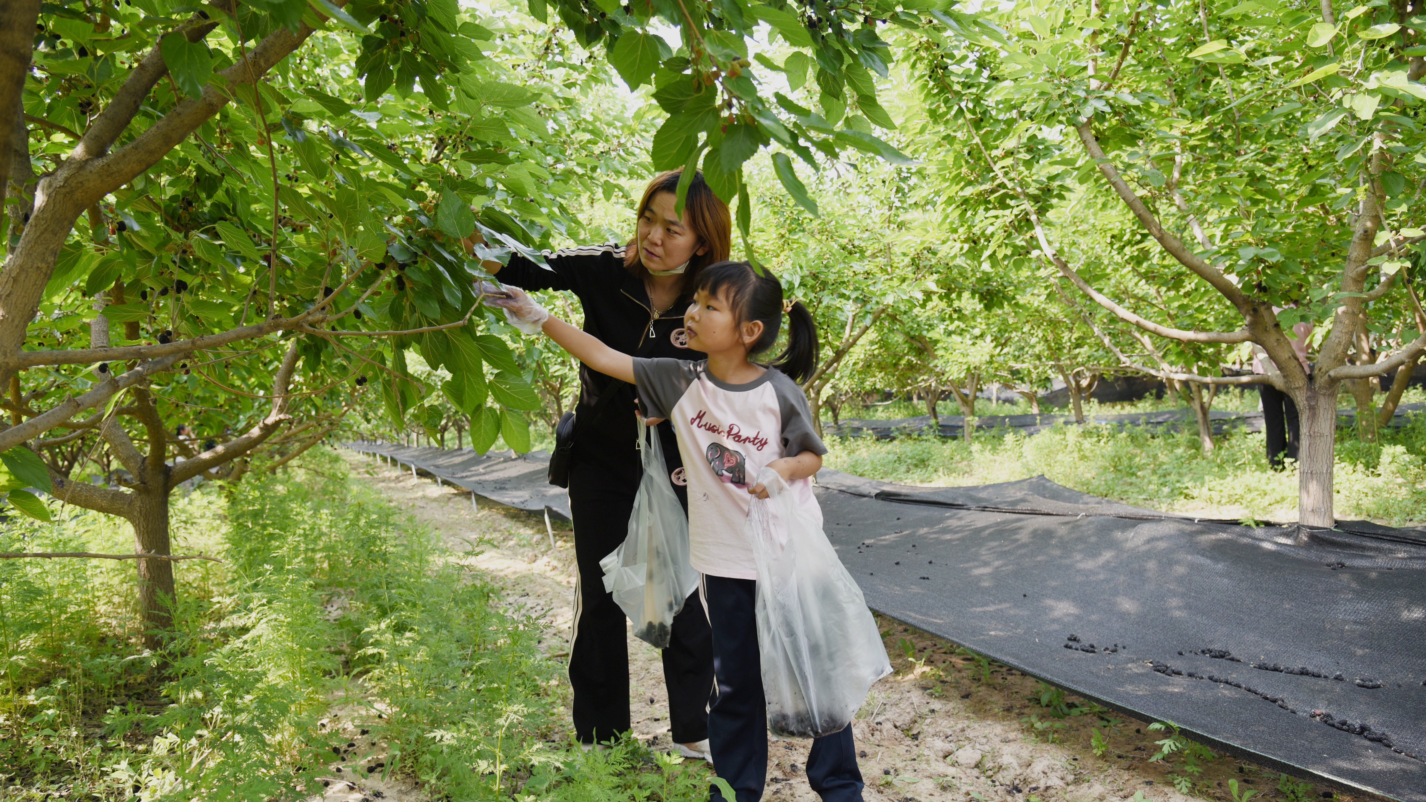 河北吴桥：桑葚采摘月激活农旅融合新引擎