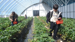 河北阜平：胭脂河畔草莓香飘乡村
