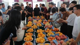 河北顺平：京津冀鲜桃“打擂” 品鉴交流助产业提升