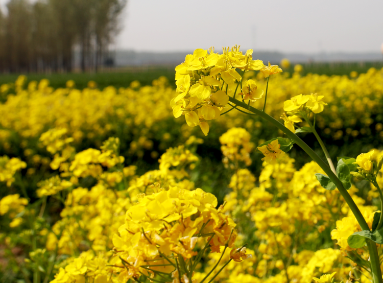 河北肃宁：油菜花开引客来_fororder_图片 5