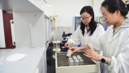 沧州中捷：护航旱碱麦“种子”丰产