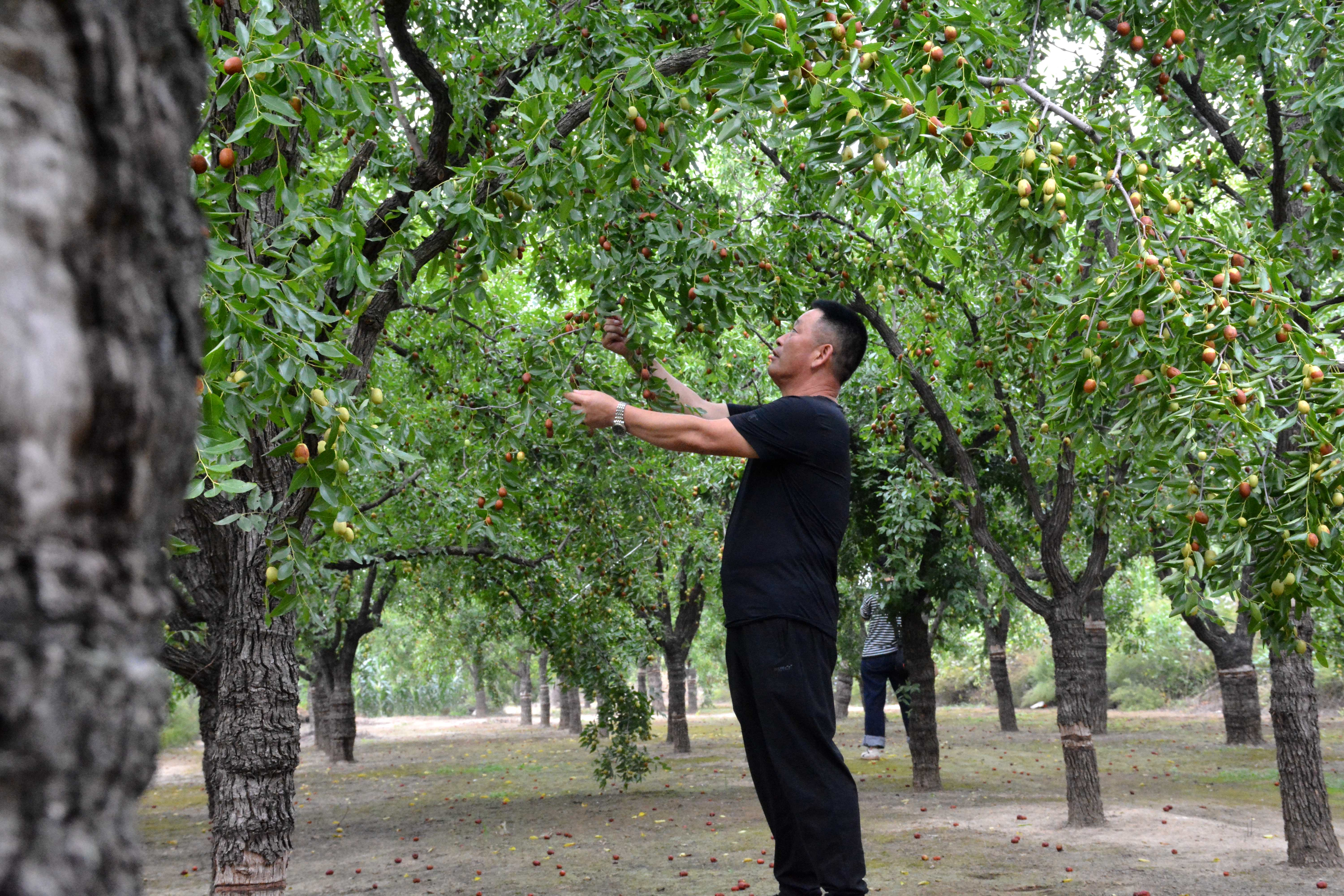 河北献县：金秋时节收枣忙_fororder_图片2