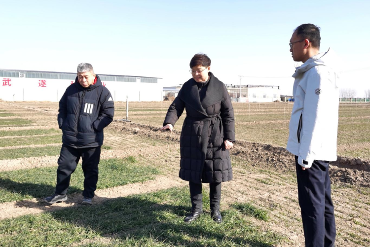 河北保定徐水区：一粒小麦种 “丰”行京津冀_fororder_图片 4