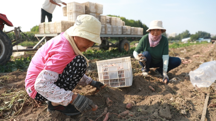保定市莲池区：科技赋能现代农业 甘薯基地喜获丰收_fororder_图片二：2025年9月15日，莲池区五尧乡安庄村的甘薯种植核心示范基地，工人在分拣红薯。（刘宗泽摄）