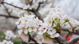 河北海兴：千亩梨花竞绽放 抢抓花期促丰收