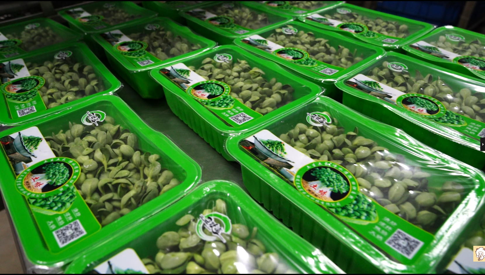 河北阜平：植物工厂解锁智慧农业“新密码”