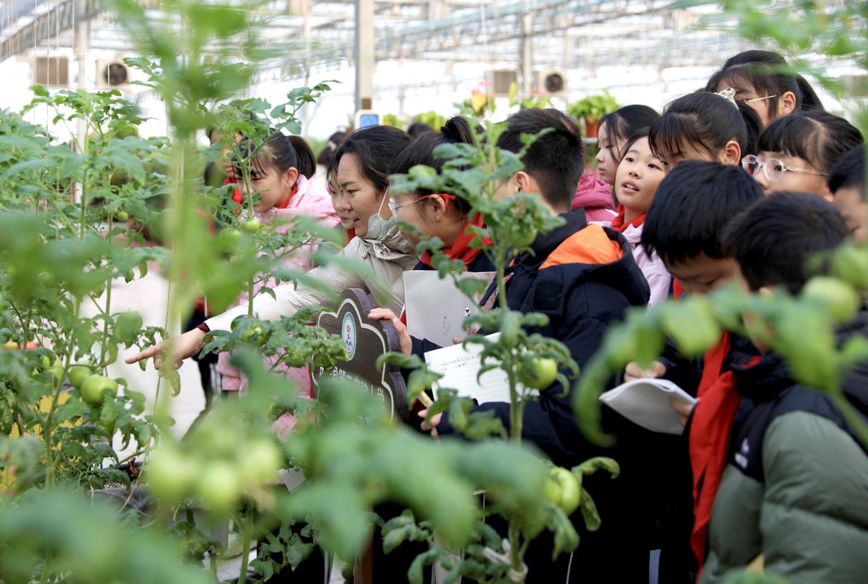 河北肃宁：研学实践进田园 田间课堂学知识_fororder_image007