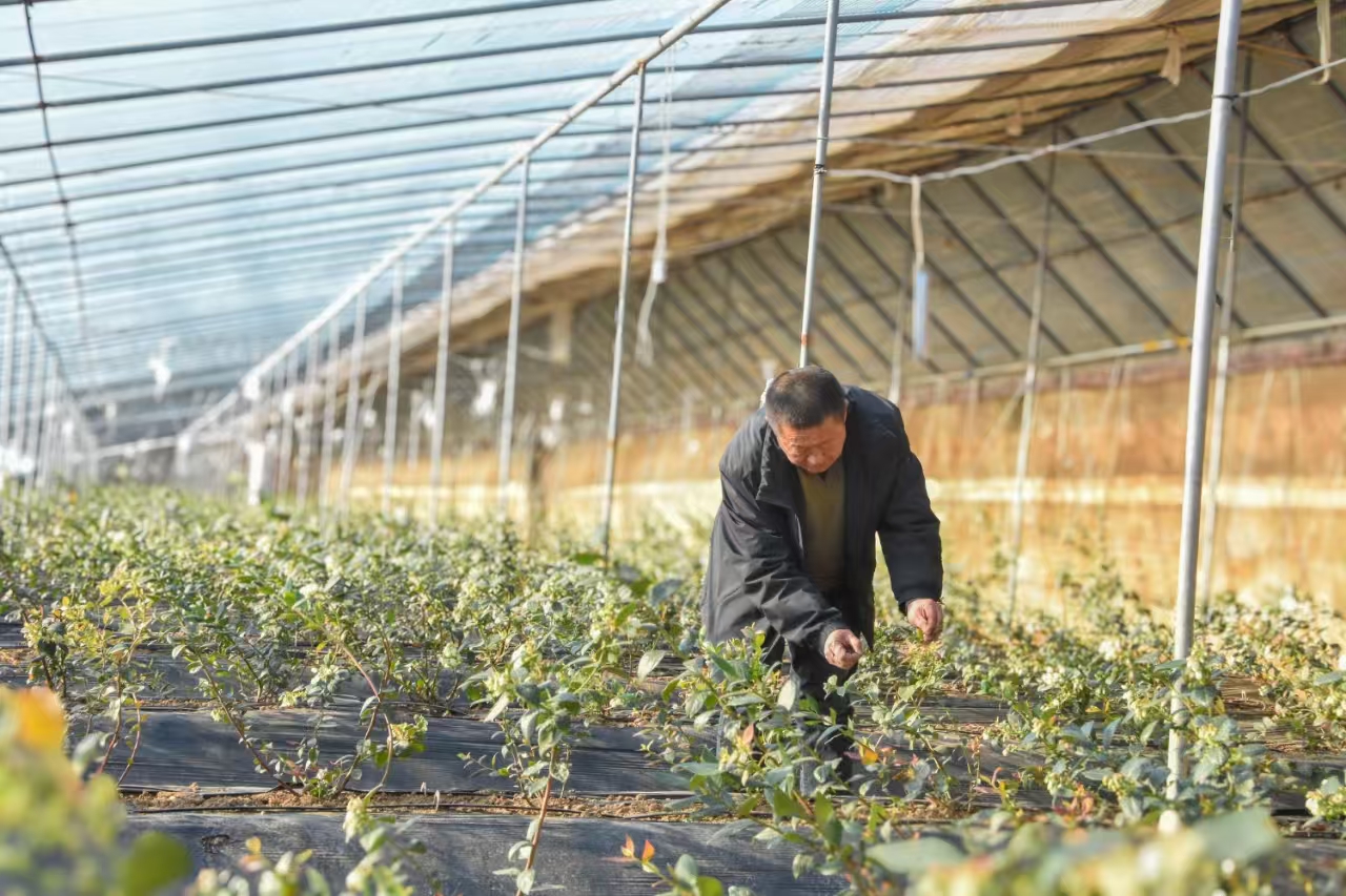 遵化：“小”而“精”家庭农场释放新活力_fororder_工作人员正在查看大棚里的即将成熟的蓝莓 许昊摄