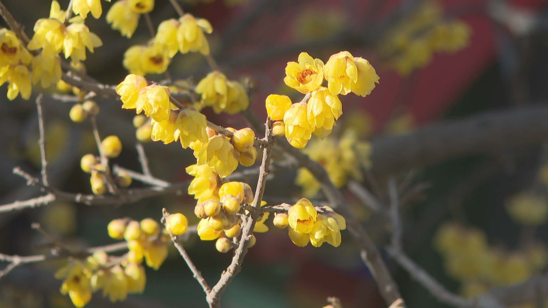 石家庄市鹿泉区：蜡梅绽放迎客来