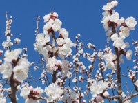 石家庄市鹿泉区：千树杏云映春色 漫山芬芳促振兴