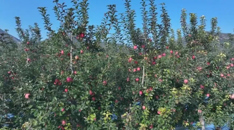 石家庄市鹿泉区：丰收节里话丰收 太行苹果别样红_fororder_图片3