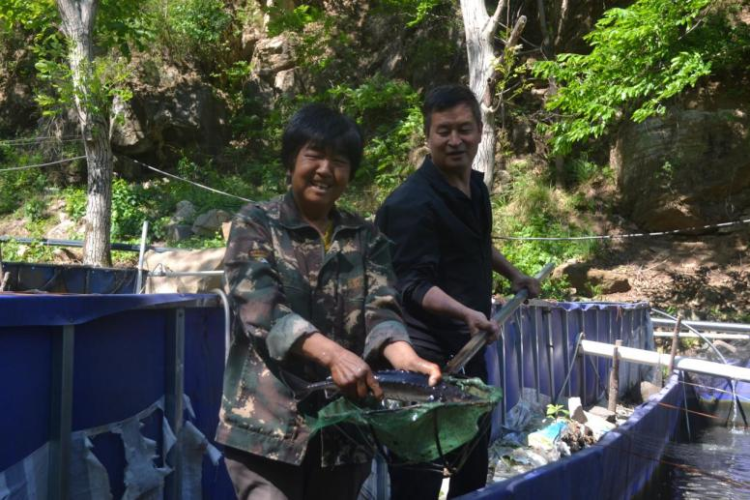 河北阜平：夏庄乡二道庄“冷水鱼”游出“热经济”_fororder_河北阜平：夏庄乡二道庄“冷水鱼”游出“热经济”2