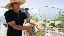 河北肃宁：麒麟西瓜喜丰收 特色产业助农增收
