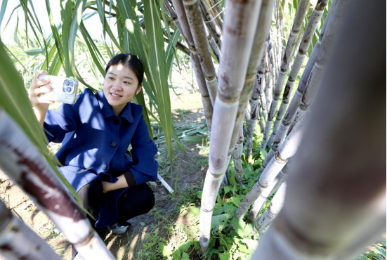 河北肃宁：南蔗北种结硕果_fororder_河北肃宁：南蔗北种结硕果670