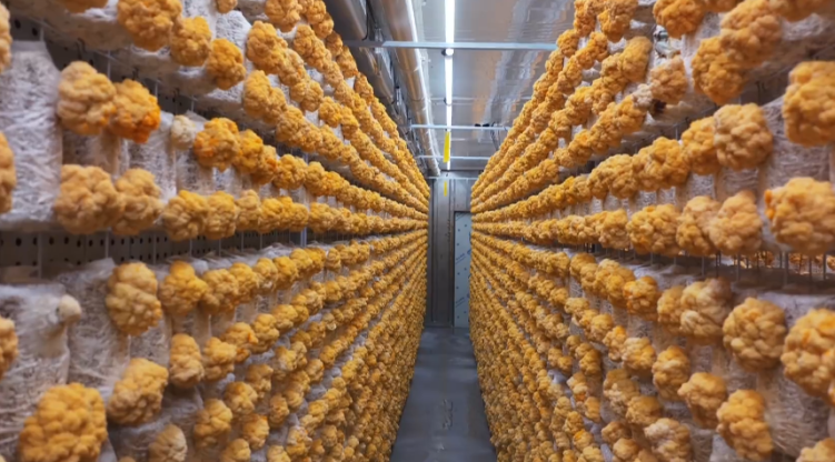 石家庄市鹿泉区：智慧方舱育菌菇 乡村联建促振兴_fororder_image001