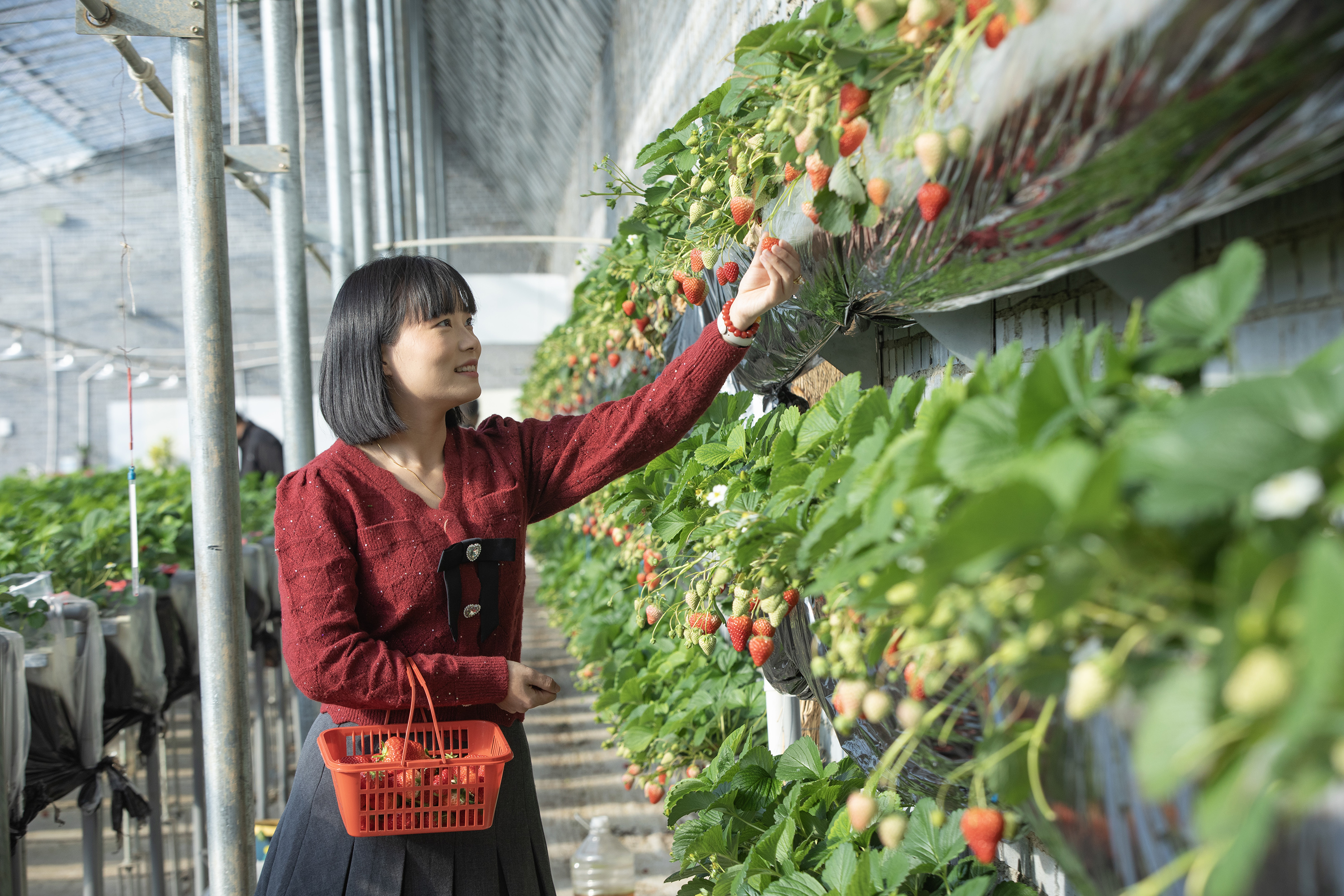 河北高阳:草莓飘香采摘忙