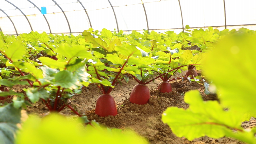 河北迁安：设施农业撑起冬日增收伞_fororder_迁安市蔡园镇蔡家洼村纯鲜采摘园火龙果萝卜长势喜人。王志斌  摄