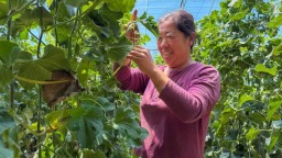 河北遵化：采摘经济“甜蜜”升温