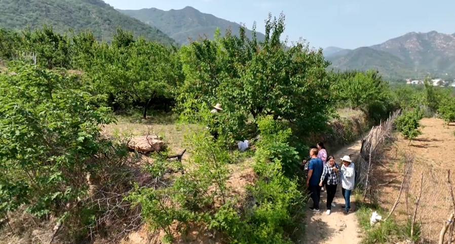 石家庄市鹿泉区：千亩杏熟挂枝头 致富路上好“丰”景_fororder_image007