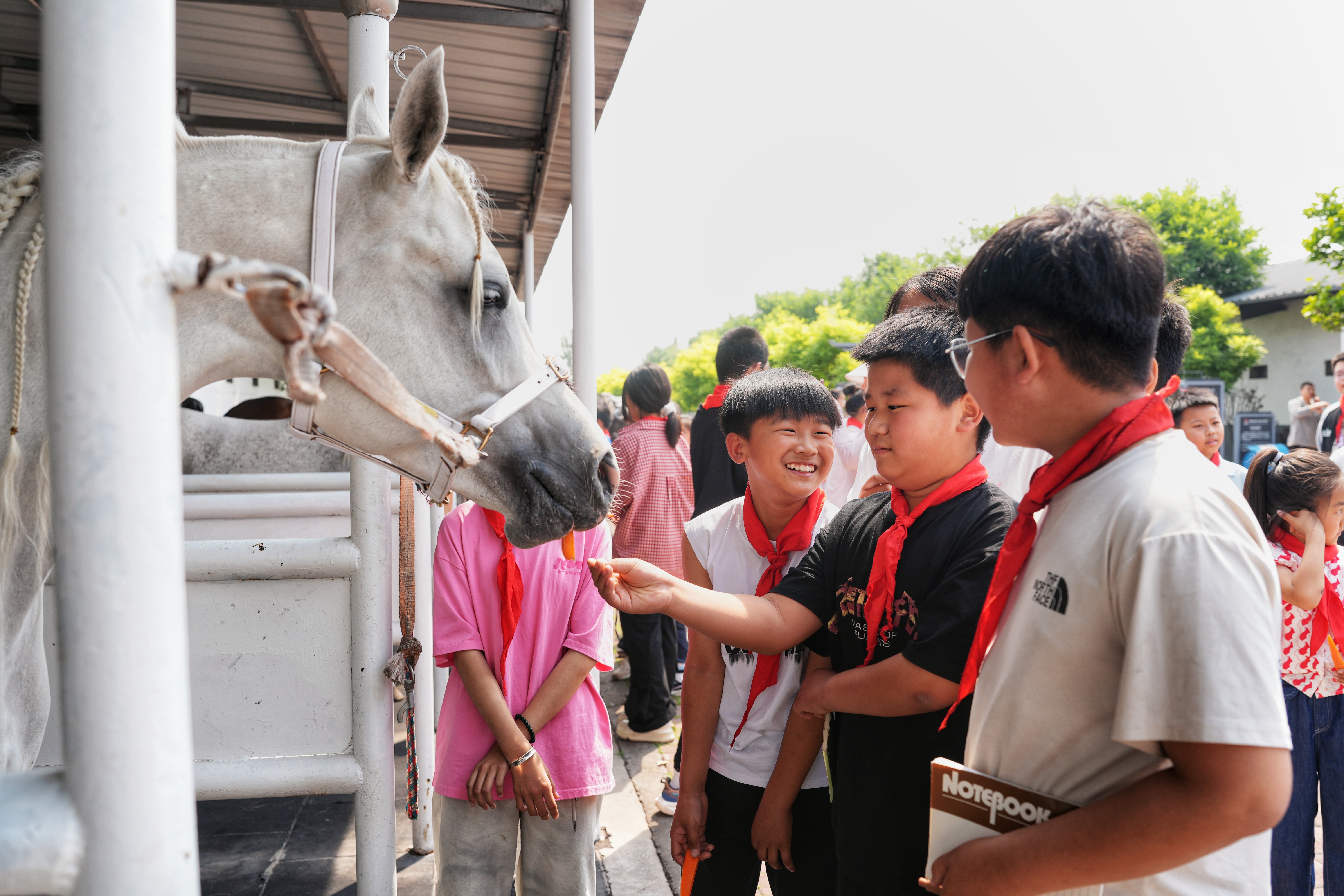 河北迁安：趣味研学游 “马”上迎“六一”_fororder_5月27日，同学们正在体验喂马。张泽慧摄