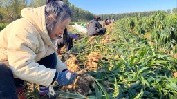 河北遵化：金姜铺就致富路 村民“家门口”采收忙