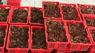 河北遵化尚店村：红芽香椿成“致富芽”千亩产业助振兴