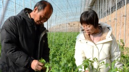 河北献县：冬闲时节番茄红 熊蜂授粉助增收