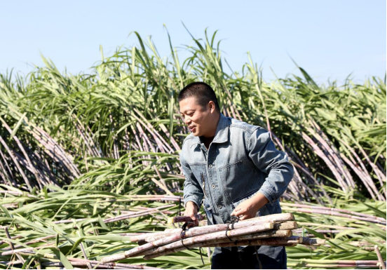 河北肃宁：南蔗北种结硕果_fororder_河北肃宁：南蔗北种结硕果150