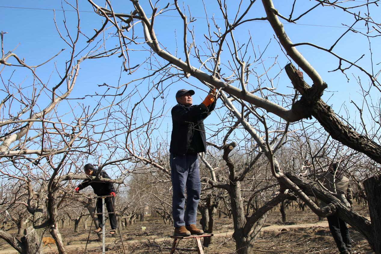 河北肃宁：大寒剪枝蓄生机 万亩梨园盼丰年_fororder_图片 3