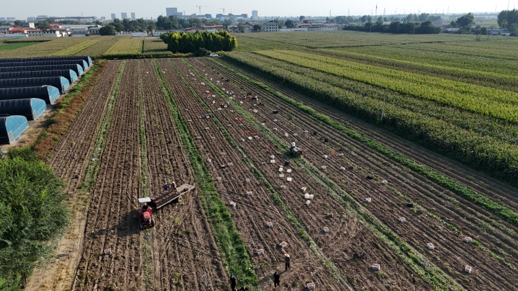 保定市莲池区：科技赋能现代农业 甘薯基地喜获丰收_fororder_图片一：2025年9月15日，工人在莲池区五尧乡安庄村的甘薯种植核心示范基地作业。（刘宗泽摄）