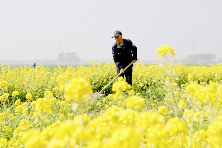 河北肃宁：油菜花开引客来_fororder_图片 3