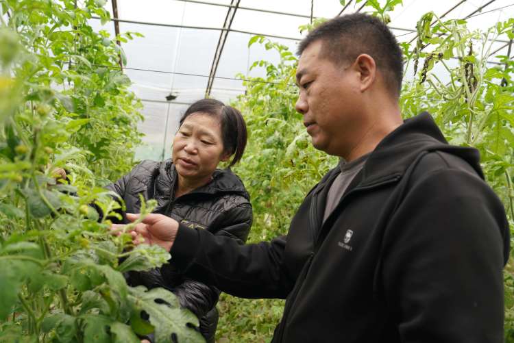 保定清苑：错峰种植奏响四季丰收曲_fororder_农技人员为种植户介绍秋茬西瓜的品种选择。摄影 王磊