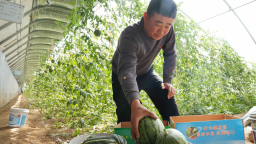 沧州南大港：盐碱地上新农“闯” 手掰西瓜“甜”万家